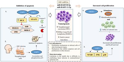 Epstein-Barr virus: the mastermind of immune chaos